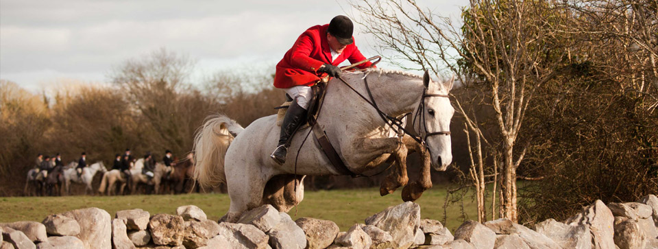 Irish Sporting and Hunt Horses