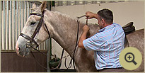 Fiacra - Irish Sport Horse Breeders