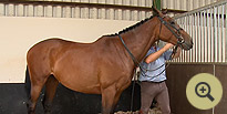 Lim Barnaby - Irish Sport Horse Breeders
