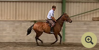 Lim Barnaby - Irish Sport and Hunt Horse Breeders