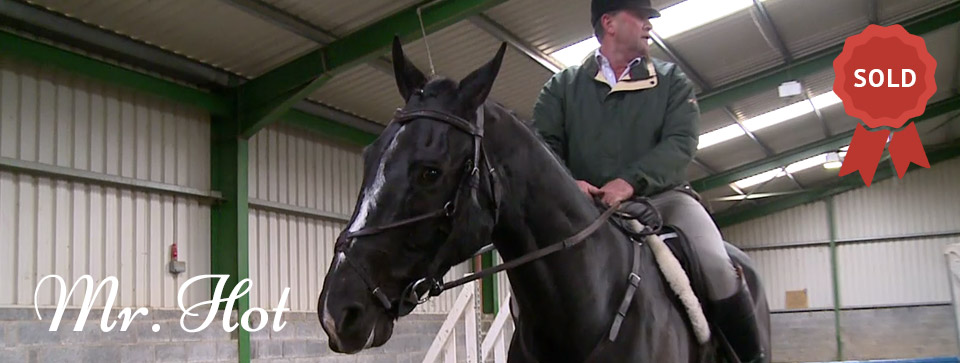 Irish Hunt Horses