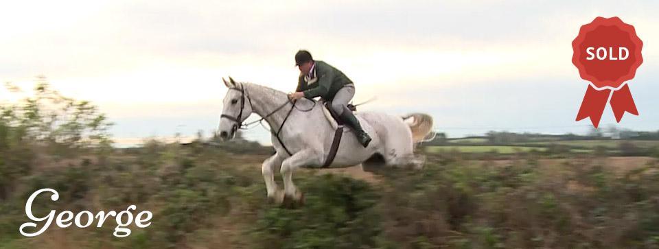 George ​- David McCarthy Hunt Horses, Ireland