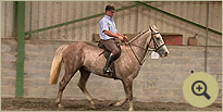 Fiacra - Irish Sport and Hunt Horse Breeders