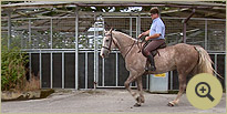 Fiacra - Hunting Horse Breeders Ireland