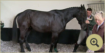 Irish Sport Horse Breeders