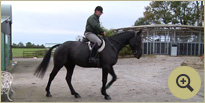 Hunting Horse Breeders Ireland