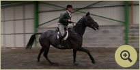 Irish Sport and Hunt Horse Breeders