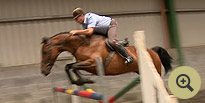 Lim Barnaby - Horse Breeders Ireland