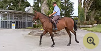 Lim Barnaby - Hunting Horse Breeders Ireland