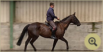 Valentino - Irish Sport and Hunt Horse Breeders